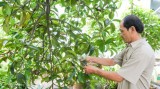 Nông dân xã An Sơn, TX.Thuận An: Luôn “nặng lòng” với vườn cây ăn trái