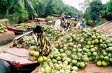 Ben Tre: Coconut growers, firms link up