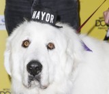 Chú chó được bầu làm... thị trưởng 3 nhiệm kỳ liên tiếp
