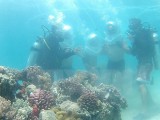 Bảo vệ rạn san hô gắn với phát triển du lịch biển Bình Định