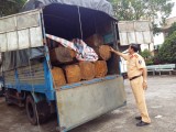 Bắt xe tải chở 3m3 gỗ lậu