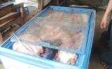 Phòng Cảnh sát môi trường - Công an tỉnh: Phát hiện một lượng lớn thịt heo bẩn