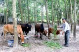 Mô hình chăn nuôi bò vàng: Giúp nông dân thoát nghèo