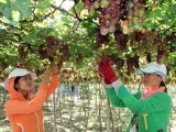 Grapes and Wine Festival 2016 to open in Ninh Thuan