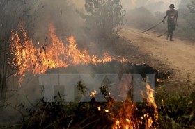 Indonesia fights forest fire