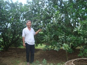Hương bưởi đường