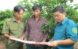 Xã Hiếu Liêm, huyện Bắc Tân Uyên: Chủ động phòng chống trộm trong vườn cây ăn trái