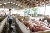Huyện Bàu Bàng: Nông nghiệp phát triển mạnh theo hướng kỹ thuật công nghệ cao