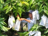 Vietnam begins exporting mango to Australia