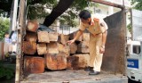 Phòng CSGT Công an tỉnh: Bắt giữ xe tải chở 3m3 gỗ không rõ nguồn gốc