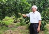 Lão nông 65 tuổi khởi nghiệp bằng trái quýt đường