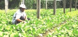 Phú Giáo: Nông nghiệp tăng trưởng ổn định