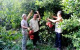 Tiếp tục hỗ trợ nông dân giữ gìn và phát triển vườn cây ăn quả đặc sản