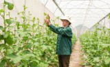 Huyện Phú Giáo: Tăng cường đưa khoa học và công nghệ vào sản xuất nông nghiệp