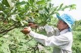 Bàu Bàng: Tập trung phát triển nông nghiệp công nghệ cao