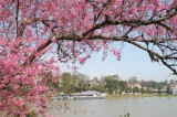 Da Lat to host first Cherry Blossom Festival