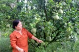 Doanh nhân Nguyễn Thanh Thủy: Thành công với mô hình trồng bưởi da xanh