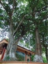 Vinh Long: Ancient trees receive historical relic status