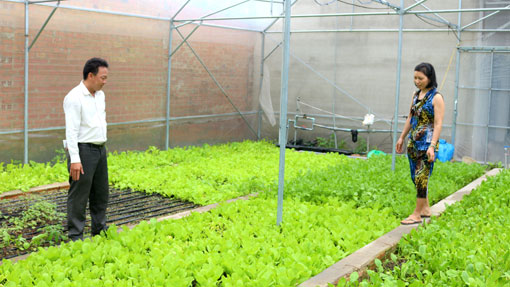 Cách trồng rau sạch tại vườn nhà kinh nghiệm trồng rau sạch