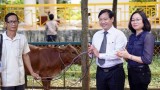 Vietcombank Bình Dương: Trao tặng 80 con bò cho các hộ nghèo Bình Phước