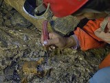 Colombia phát hiện kho tàng cổ sinh vật học 5 triệu năm tuổi