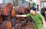 Phạt hành chính 150 triệu đồng về hành vi vận chuyển gỗ trái phép