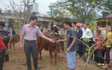 Biwase tặng bò, tôn lợp cho đồng bào vùng lũ tỉnh Quảng Bình