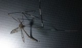 Xuất hiện “muỗi vằn” khổng lồ?