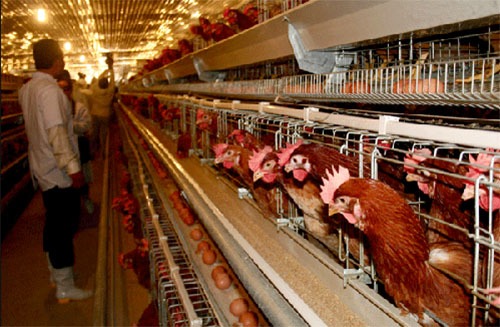 Thu nhập 150 triệu đồng mỗi tháng từ chăn nuôi gà đẻ  Tạp chí Chăn nuôi  Việt Nam