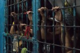132 inmates escape in southern Philippines