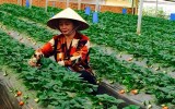 日本帮助林同省成为东南亚高价值农业中心