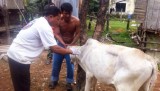 Foot-and-mouth disease breaks out in Cambodia