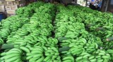 越南香蕉在世界各国市场上畅销