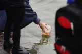 Đề nghị điều tra vụ việc phóng sinh loài cá ngoại lai xuống sông Hồng