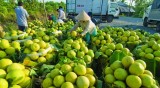 越南槟椥省绿皮柚子颇受多国市场消费者的青睐