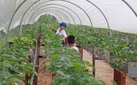 Hàng loạt doanh nghiệp Nhật đến Việt Nam tiếp thị nông nghiệp công nghệ cao