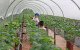 Hàng loạt doanh nghiệp Nhật đến Việt Nam tiếp thị nông nghiệp công nghệ cao