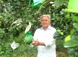 Tiếp tục hỗ trợ phát triển vườn cây ăn trái đặc sản