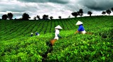 日企希望同越企合作 将越南茶叶出口到国际市场