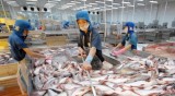 越南查鱼对中国出口猛增 喜忧并存