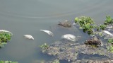 Tìm nguyên nhân khiến cá chết bất thường ở hồ Từ Vân