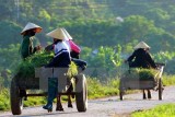 国际农业发展基金会协助越南农民提高经济收入