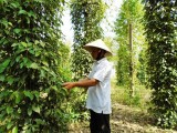 Nông dân huyện Phú Giáo: Vẫn “nặng lòng” với cây tiêu