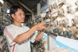Tổ Hợp tác trồng nấm ở xã Tân Hưng, huyện Bàu Bàng: Cách làm phù hợp, hiệu quả cao