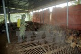 Nam Định công bố hết dịch cúm gia cầm A/H5N1 trên địa bàn