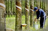 Cần phát triển ổn định vùng nguyên liệu gỗ