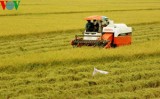 Vietnam aims to earn global reputation for rice quality