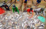 Farmed seafood exports likely to reach US$30-35 bil by 2030