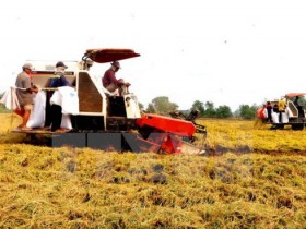 IFC assists Vietnam with sustainable agricultural production
