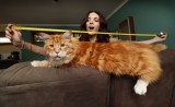 Đã tìm thấy con mèo lớn nhất thế giới dài 1,2m, thậm chí còn chưa phát triển hết